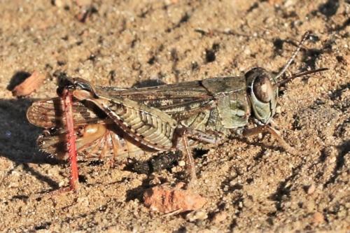 Calliptamus italicus italicus